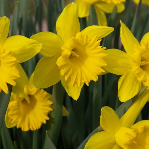 Daffodil Bulbs - Tamara